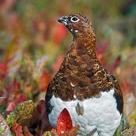 Moerassneeuwhoen (Lagopus lagopus) in overgangskleed in de herfst, Denali NP, Alaska, USA
